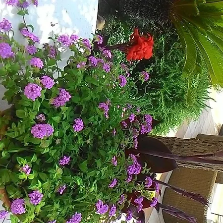 فندق Casa Gerardo Sant'Angelo (Isola d'Ischia)