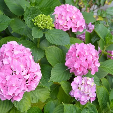 Casa Gerardo Sant'Angelo (Isola d'Ischia)