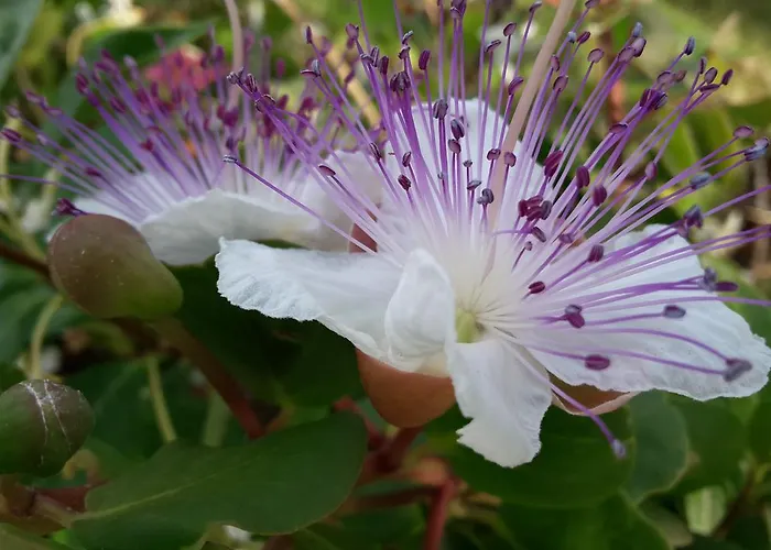 Hotel Casa Gerardo 3*