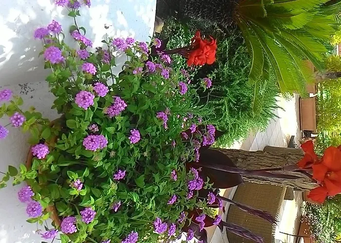 Hotel Casa Gerardo Sant'Angelo (Isola d'Ischia)