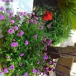 Hotel Casa Gerardo Sant'Angelo (Isola d'Ischia)