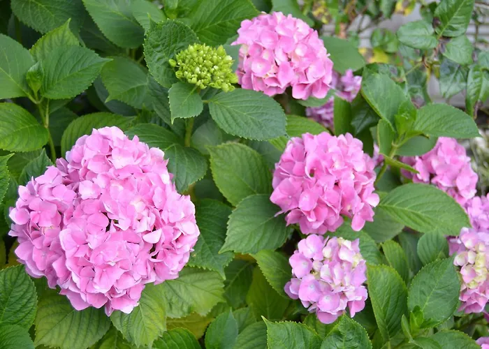 Casa Gerardo Sant'Angelo (Isola d'Ischia)